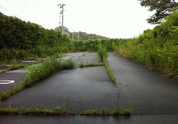 (1 yl sonra) Otoyollar, park alanlar ya da asfaltta (ksaca gne gren her yerde) bitki poplasyonu artmaya balayacak. Yollardaki atlaklarda otlar bitmeye balayacak. Bina duvarlarndaki bitki poplasyonu arttka binalar zarar grmeye balayacak. Doal sreler sonucu yangnlar ve seller olmaya balayacak. Dolaysyla insan rn olan her ey yanp kl olmaya balayacak. Bu durum, ortaya azot kmasn salayacak ve bundan beslenen bitkiler ynetimi ele geirmeye balayacak.