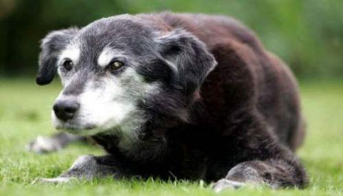 <p><b>lleri Diriltme Deneyi:</b></p>   Robert Cornish 1930'larda tahtravalliye benzer bir dzenek kullanarak l hayvanlar canlandrmaya kalkt. Amac birgn insanlarn zerinde de bunu denemekti. Yeni len baz kpeklerin damarlarna adrenalin ve anti-phtlatrclar enjekte etti. Baz denekler bir sreliine ar beyin hasar ve krlkle hayata dnd.