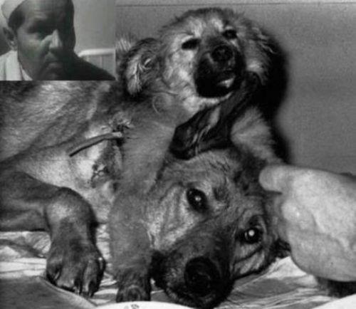 <p><b>Franketayn'n ift Bal Kpek Deneyi</b></p>  1954'te Sovyet cerrah Vladimir Demikhov bir kpek yavrusunun ban, n ayaklaryla birlikte bir Alman kurt kpeine naklederek ift bal kpek elde etti. Her iki ba da ayr ayr st iebiliyor hatta birbirlerinin kulaklarn srabiliyordu. kpekler bir aydan az yaad.