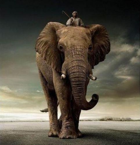 <p><b>File LSD Alama Deneyi</b></p>  1962'de Tusko isimli bir file, tipik bir insan dozundan 3 bin kat daha fazla olan 297 miligram LSD enjekte edildi. Kendi evresinde dnen fil bir saat sonra ld. Deneydeki ama, LSD'nin geici bir delilie neden olup olmayacan renmekti.