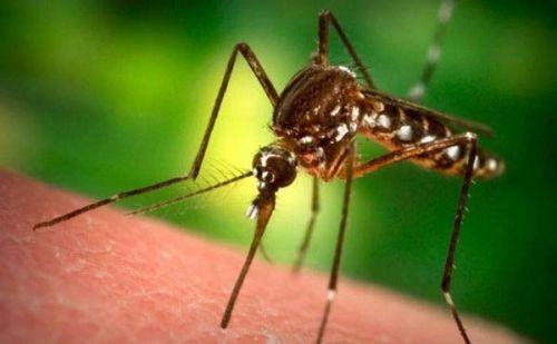 <p><b>Sar Humma Deneyi:</b></p>   Sar hummann bulac bir hastalk olmadn ispat etmeye alan stajyer doktor Stubbins Ffirth, bu hastala yakalanan bir kiinin kusmuunu gzlerine, kendi yarasna srd. Doktor saln kaybetmedi nk sar humma bulac deildi. Daha sonra bu hastaln ancak virs tayan sivrisineklerin sryla bulat kesinleti.