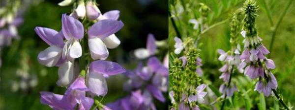 Kan ekerini drc etkileri ile eker hastalar iin faydaldr. Diyabeti olanlara tavsiye edilir.