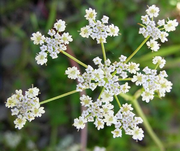 Anne stn artrr. Astm gibi solunum sistemi rahatszlklarnda da faydaldr.