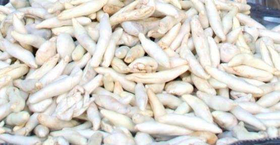 Kenger sakz inenirse itah aar. Dileri temizler ve di etlerini kuvvetlendirir.