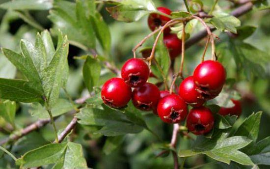 <p><b>ARI KESC ALI AACI</b></p>  <b>ALI</b> ieinden yaplan al ay ile al meyvesi kalp krizi riskini azaltr ve kalp krizi sonras iyilemeyi kolaylatrr.