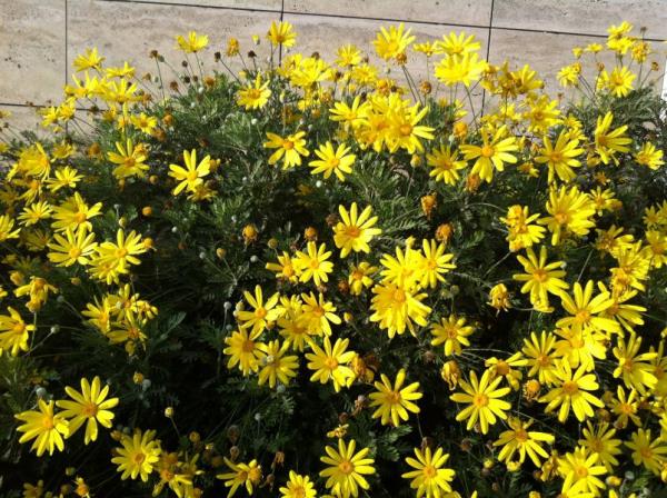 <b>Diken zm, radika, sar al, dulavrat otu</b> gibi bitkilerin aylarnn safra kesesini koruyucu etkisi vardr. Bu aylar talarn azalmasna yardmc olur.