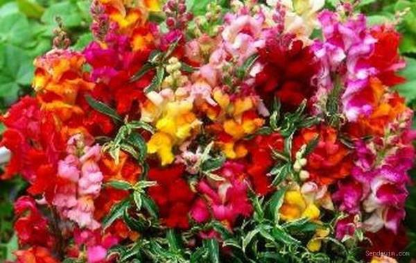 <p><b>BRONTE ASLANAZI</b></p>  <b>ASLANAZI</b> iei farkl renklerde kokusuz iekler aan ve daha ok ss bitkisi olarak kullanlan, 30-40 cm boylarnda, otsu, gzel bir bitkidir.