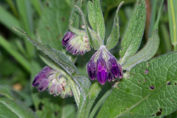 <p><b>LTHAPLARA EEKKULAI</b></p>  <b>EEKKULAININ</b> kkleri temizlenip kurutulduktan sonra kaynatlarak hazrlanan ay iilebilir. lsere kar faydaldr.