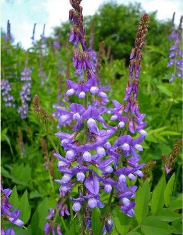 <p><b>DYABETE KESEDEF</b></p>  <b>KESEDEFNN </b>iekli toprak st ksmlar toplanp kurutulduktan sonra scak suda demlenerek kullanlr. Anne stn ciddi miktarda artrr.