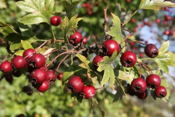 Lapa haline getirilen al, iklinliklerin zerine konursa faydas grlr. Ayrca suyu erbet yaplp iilirse ba arsn keser.