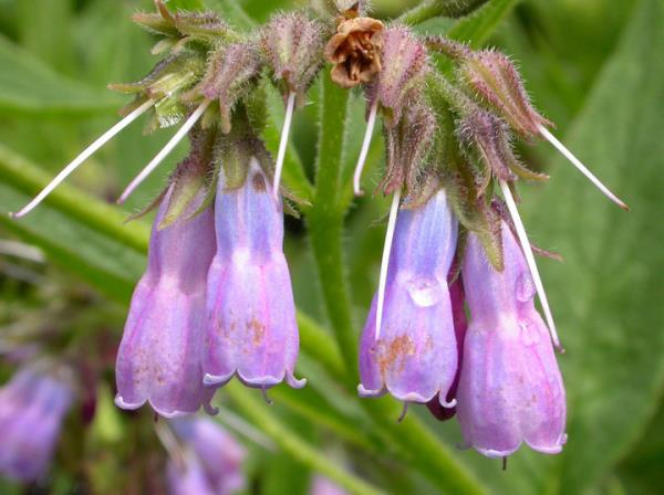 Gs yumuatr ve nefes darln giderir. Bronite faydaldr. ksr keser. Az, dil ve boaz iltihaplarnda faydaldr. Krk, burkulmalarda ve ezilmelerde iyilemeyi hzlandrr.