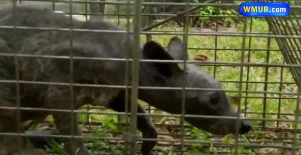 Meksikal kyllerin, koyunlarn, keilerini ve tavuklarn kanlar emerek ldrmekle sulad ve adna "Chupacabra" dedikleri efsanevi canl olabilecei konuulan yaratn tyleri hastalktan dklm bir rakun olabilecei de iddia ediliyordu.