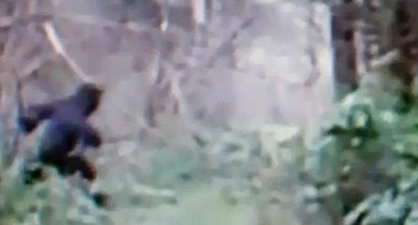 Amerika'da Ohio'da motorsiklet kamerasna yansyan grntlerde hzla siyah bir yaratk kardan karya geiyor.