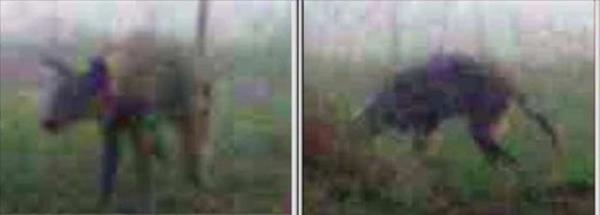 Sekiz koyunu telef eden hayvan ortal kan gl haline getirmiti.