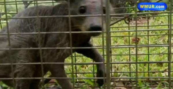 ABD'nin Teksas eyaletinde yaral halde bulunan ve bir sre sonra uyutularak ldrlen gizemli hayvann ne olduunu ortaya karacak bir aratrma yaplmamasna karar verildi.