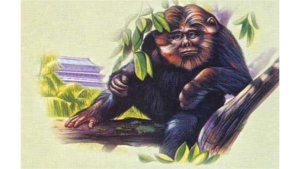 Yeren'e vahi adam da deniyor. Maymuna benzedii syleniyor. Hubei'de bu yarata in vahiadam deniliyor.