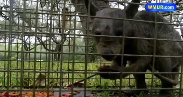 Karar Amerikan medyasndan eletiri oklarn ekti.