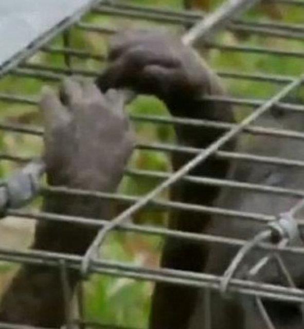 Teksas Doal Yaam Park'ndan Mike Cox, "Byle bir teste gerek yok. Chupacabralar hayali yaratklar" dedi.