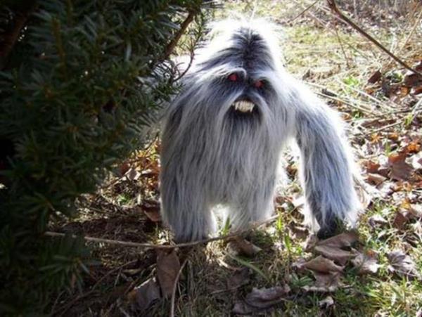 <br><b>Yeti</b></br>  Yetiler olduka byk kll beyaz yaratklar olarak tarif ediliyor. Himalayalarda, Nepal ve Tibet'te yaadna inanlan bu canavar bir nevi bykayan beyaz versiyonu olarak da tanmlanabilir.