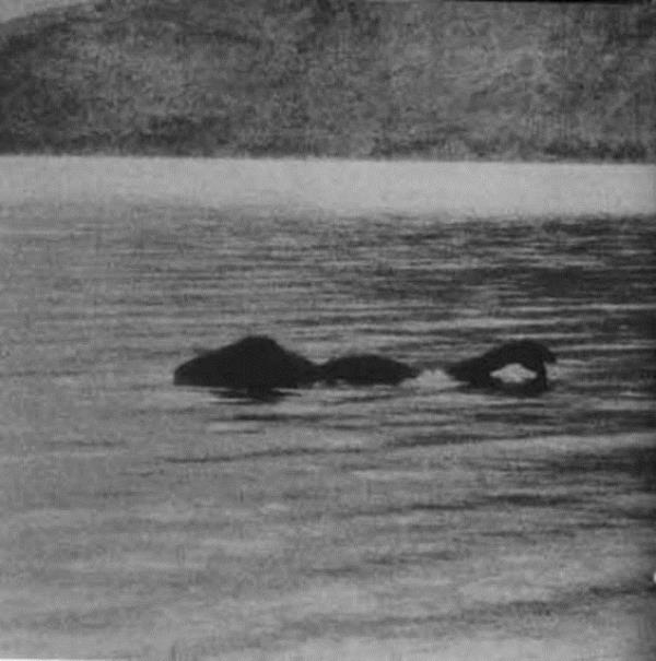 Hayvann varlyla ilgili ilk ihbar 1933 ylnda yapld. Ylan kafal uzun vcutlu bir canavar olduu iddia edilen Loch Ness sakinine Nessie deniyor.