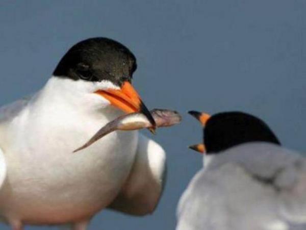 Tk rekorlu kareler...