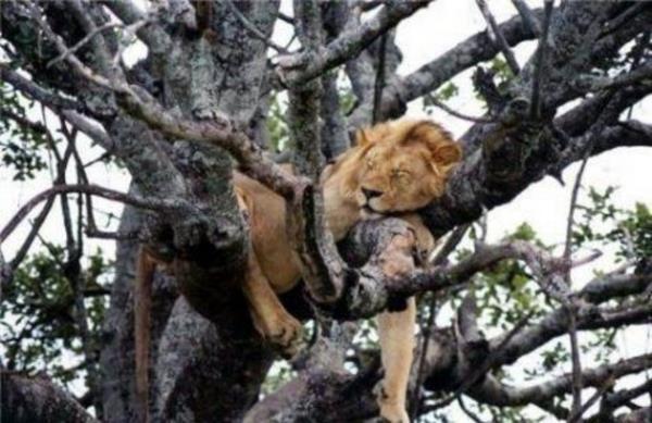 Tk rekorlu kareler...