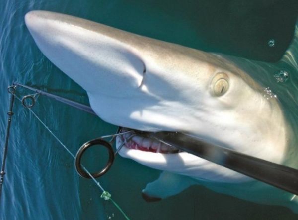 Tk rekorlu kareler...