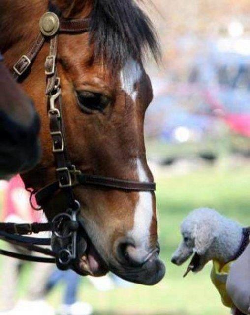 Tk rekorlu kareler...