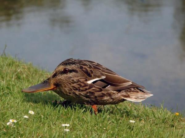Hayvanlar olduklar gibi gzeller phesiz. Peki ama onlarn boyunlar olmasayd nasl grnrlerdi dersiniz?