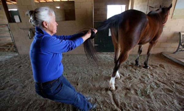 At terapisti ve masr Celeste Kelly Arizona'daki iftlikte iinin banda. Fotorafaya yansyan hareketi hayvann belkemiini rahatlatyor.
