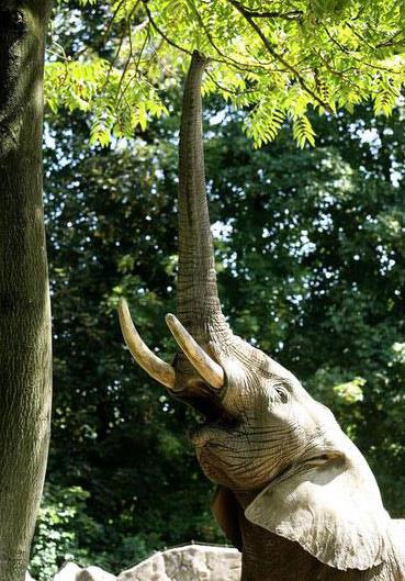 Diusburg hayvanat bahesinin sakinlerinden gen fil, gzn yksek dallardaki taze yapraklara dikmi.