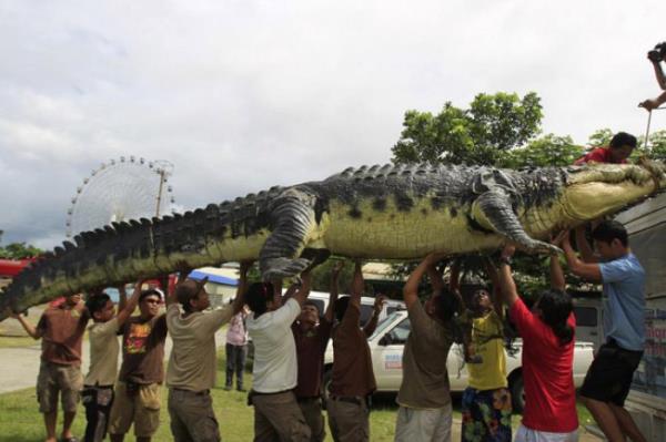 Filipinler'in bakenti Manila'da bulunan Timsah Park. iler parka yeni getirilen robot timsah byk bir dikkatle tayor.