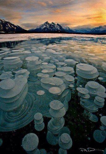 Buz tabakas altnda skan ve donan hava kabarcklar, Abraham Lake /Kanada