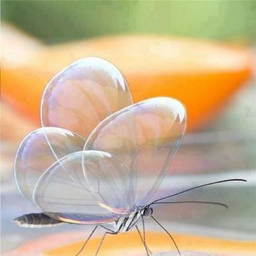 Cam Kanat Kelebek olarak adlandrlan bu kelebekler Orta Amerika'da yayorlar