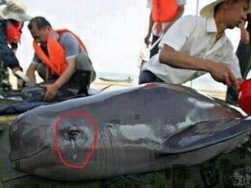 Ve bir damla gzyayla cevap verir yunus, cann yakan kaak avclara; 'Benimde yaam hakkm var'