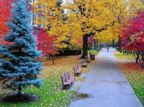 svire'de sonbahar...