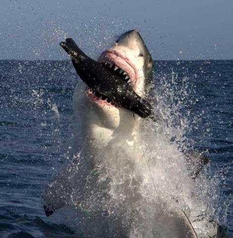 National Geographic fotoraflar.