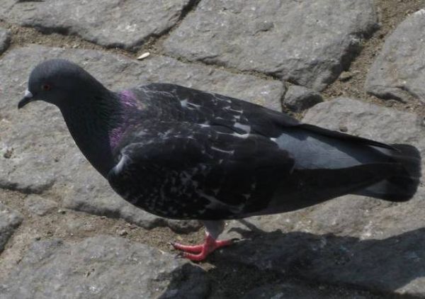 National Geographic fotoraflar.