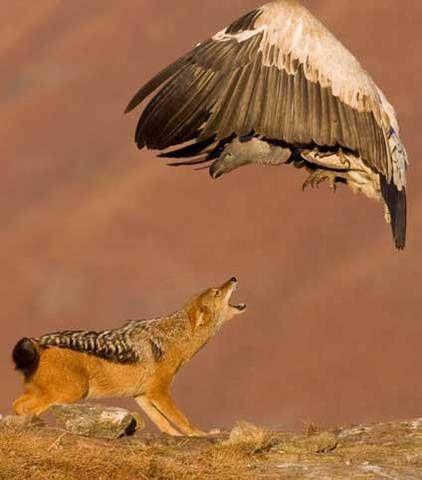 National Geographic fotoraflar.