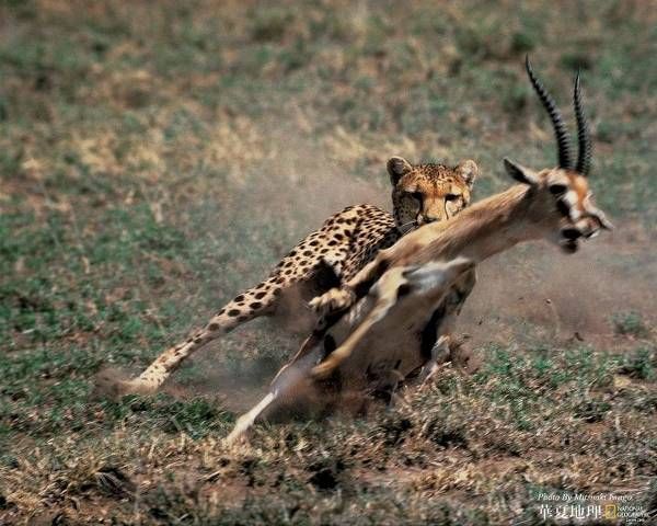 National Geographic fotoraflar.