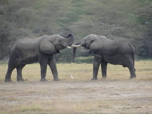 National Geographic fotoraflar.