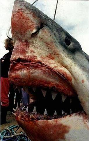 National Geographic fotoraflar.