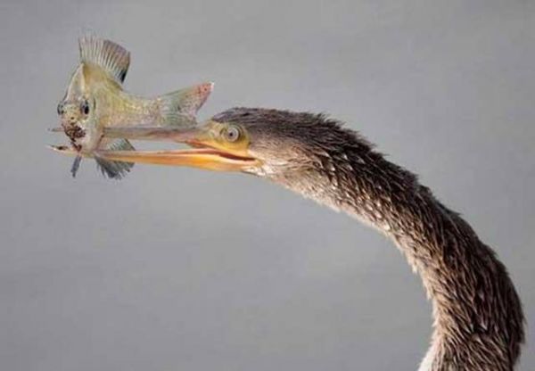 National Geographic fotoraflar.