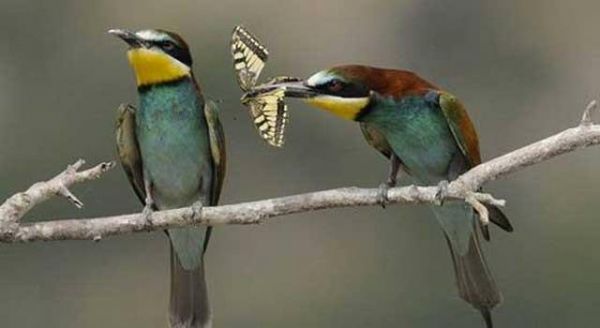 National Geographic fotoraflar.