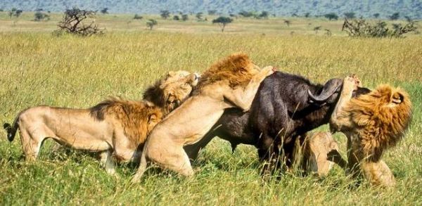 National Geographic fotoraflar.