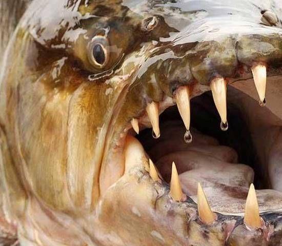 National Geographic fotoraflar.