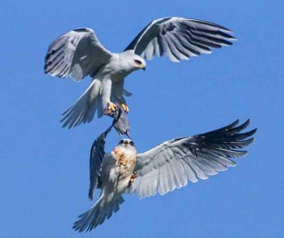 National Geographic fotoraflar.