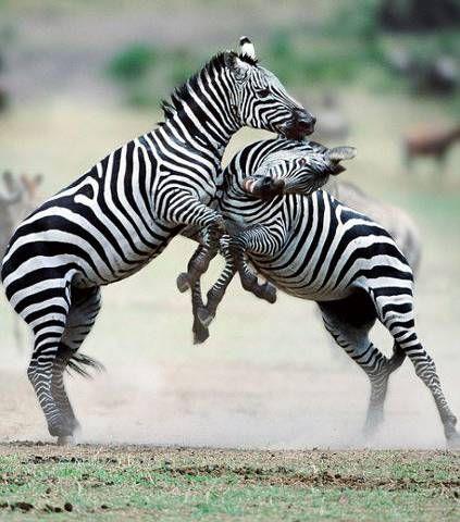 National Geographic fotoraflar.