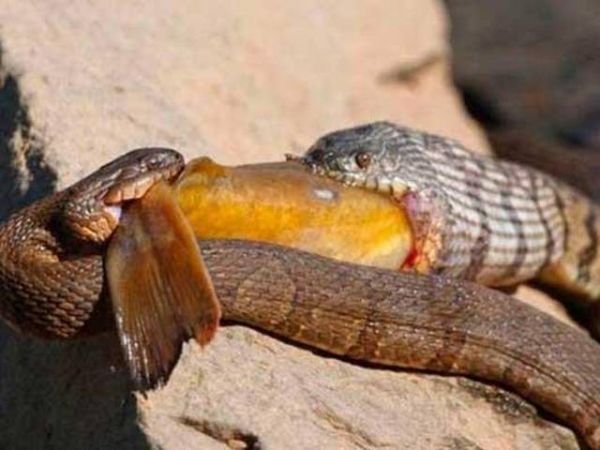 National Geographic fotoraflar.