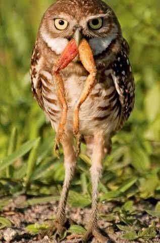 National Geographic fotoraflar.